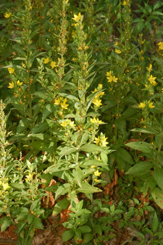 Lysimachia punctata / Mazza-d''oro punteggiata